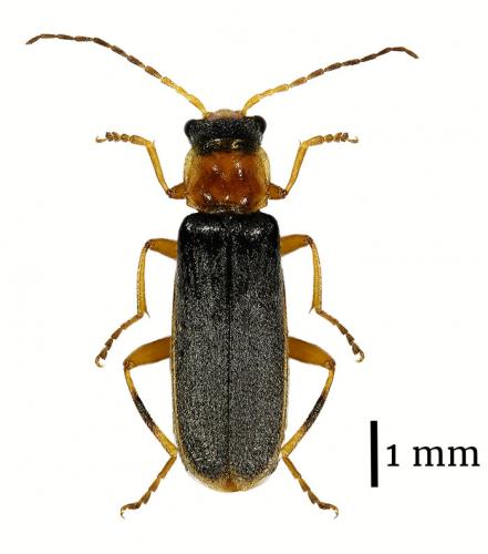 Réf. 185 479 : Cantharis lateralis